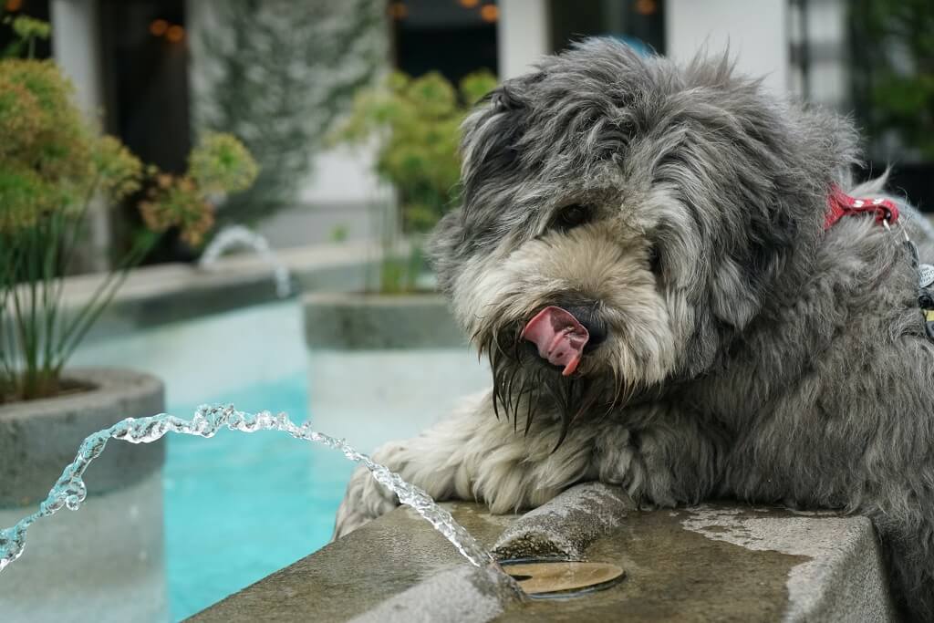 How Much Water Should A Dog Drink A Day?